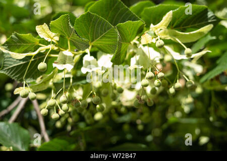 Large-leaved Lime (Tilia platyphyllos) tree Stock Photo