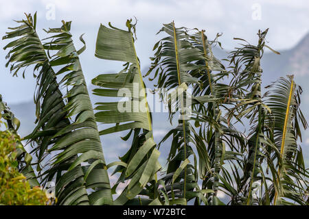 Texture, background with plam tree leaves on Mauritius island Stock Photo