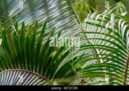 Texture, background with plam tree leaves on Mauritius island Stock Photo