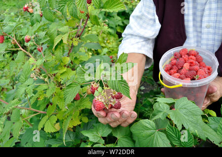 hands of senior woman picking raspberries in the garden