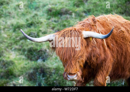 head of a  highland cattle in Scotland Stock Photo