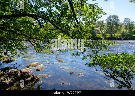 river bank of the River Spey in Scotland with a tree hanging in the water