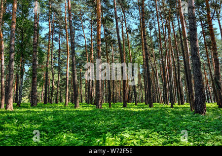 Pine forest  - beautiful summer sunny landscape. Tall straight pine trees trunks, fluffy green grass carpet, fresh, clean healthy air.  Freshness and