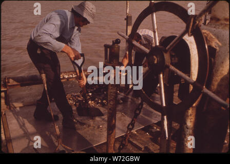 LAKE BORGNE OYSTERMEN CLAIM RELEASE OF MISSISSIPPI RIVER FLOOD WATERS HAS POLLUTED THEIR OYSTERBEDS. SOME OF THE MEN ARE GATHERING EVIDENCE TO SUPPORT LEGAL ACTION. PETE TESVICH SHOVELS A DREDGE OF POLLUTED OYSTERS Stock Photo