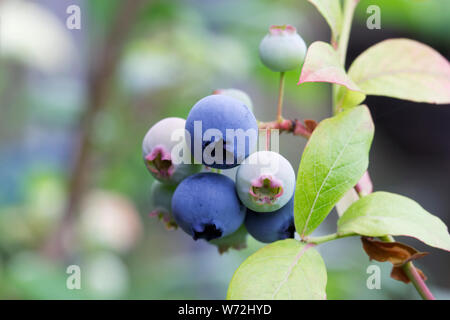 Vaccinium corymbosum. Blueberries ripening on the bush.