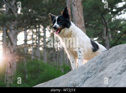 Smiling dog on the rocks in the mountains. Stock Photo