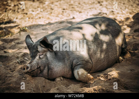 Household Pig Enjoys Relaxing In Dirt. Large Black Pig Resting In Sand. Domestic Pig. Stock Photo