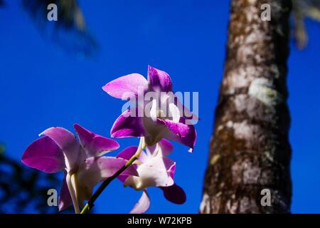 Close up of pink and white dendrobium orchid with blurred trunk of palm tree against blue sky, Chiang Mai, Thailand Stock Photo
