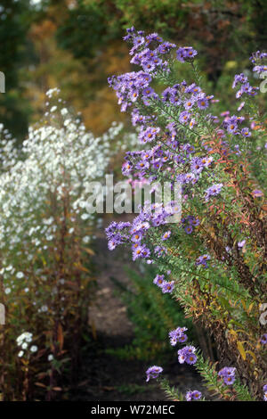 Blue aster in autumn garden Stock Photo