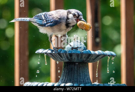 Dripping wet Stock Photo