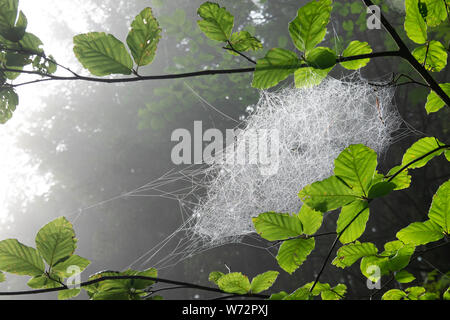 Beautiful Sheet Spider web in foggy green forest Stock Photo