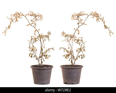 Brown dead lemon tree or plant in potted. Studio shot isolated on white background. Stock Photo