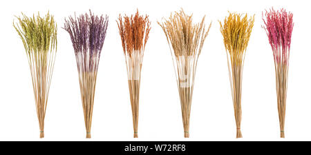 Dry color paddy rice with straw for interior decoration. Studio shot and isolated on white background Stock Photo