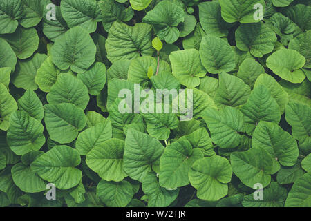 Pattern of nature dark green leaf of ivy plant for texture and background. Top view Stock Photo