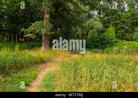A summer morning in a forest clearing. August light of the early hours. Walk through the forest. Europe, Poland, Mazovia. Stock Photo
