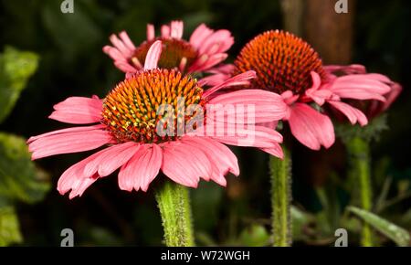 Echinacea Moodz Cosy Stock Photo Alamy