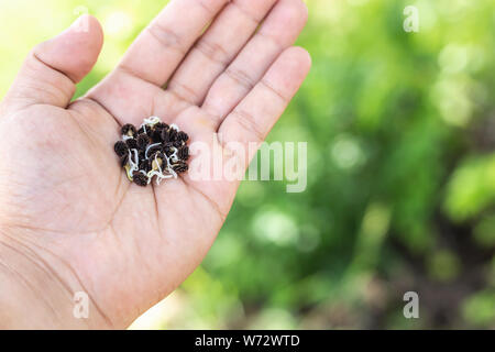 Close up left hand holding young seeds of papaya tree ready to growth Stock Photo