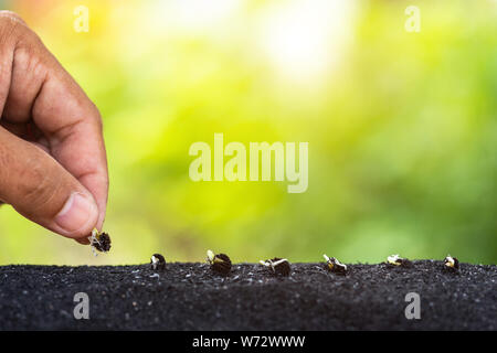 Close up left hand holding young seeds of papaya tree ready to growth into soil on nature green background Stock Photo