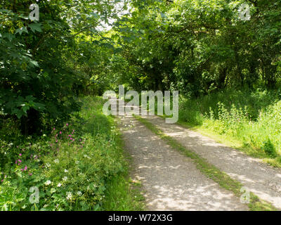 Track through woods, Holsworthy, Devon, UK Stock Photo