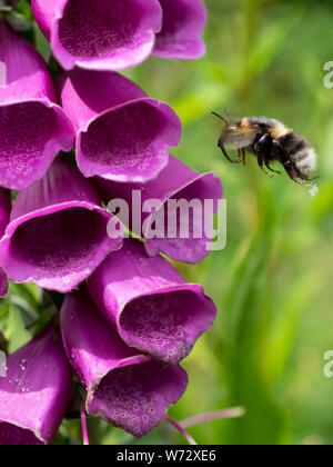 Female White-tailed bumblebee (Bombus lucorum) Flying towards flowers of a foxglove  (Digitalis purpurea) UK Stock Photo