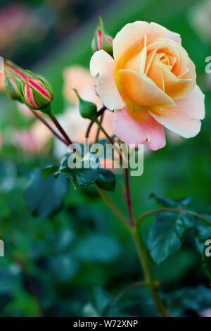 Large gorgeous buds of yellow roses with raindrops on green leaves. Selective focus. Place for text. Vertical frame. Stock Photo