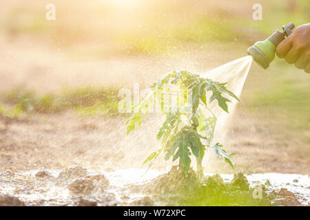 Hand holding water hose and watering young papaya tree in garden. Save world and ecology concept Stock Photo
