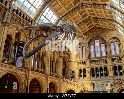 The blue whale skeleton exhibit known as Hope at the Natural History Museum Stock Photo