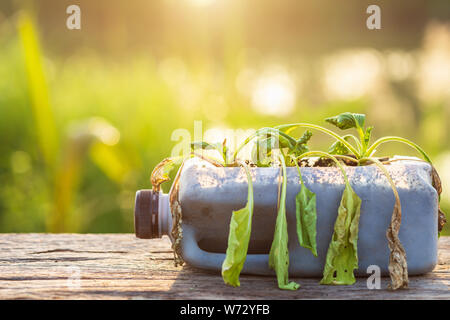 Plastic recycle concept : Dead plant or vegetable in plastic bottle on wooden table with sunlight in morning time Stock Photo