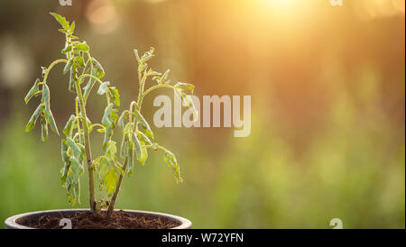Dead plant in plastic pot on wooden table with copy space and sunlight in morning time Stock Photo