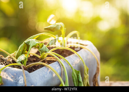 Plastic recycle concept : Dead plant or vegetable in plastic bottle on wooden table with sunlight in morning time Stock Photo