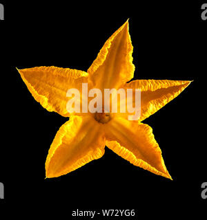 Yellow flower of pumpkin isolated on black background. Saved with clipping path Stock Photo