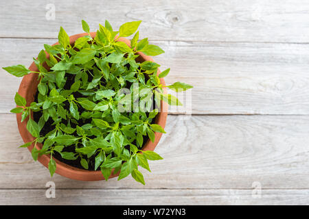 Top view young fresh Thai chilli tree in garden pot on wooden plank background Stock Photo