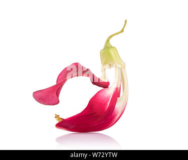 Red Agasta flower, Sesban or  Vegetable humming bird isolated on white background Stock Photo