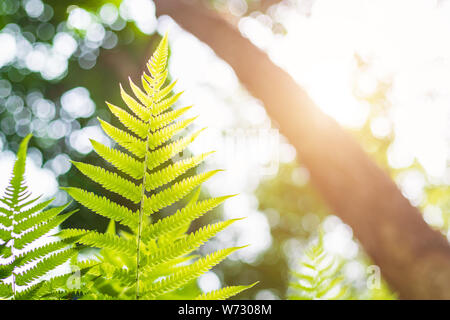 Blurred background : Green abstract of blur nature sunlight with bokeh and lens flare effect for background Stock Photo