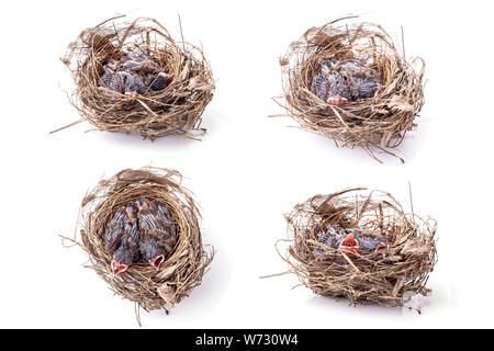 Two of baby birds in brown dry grass nest isolated on white background Stock Photo