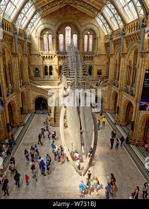 Hope the blue whale skeleton exhibit at the Natural History Museum surrounded by crowds of visiting tourists seen from above Stock Photo