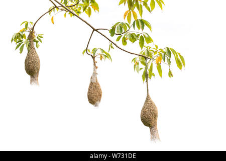 Brown dry grass bird nest of Weaver bird hang on the tree isolated on white background Stock Photo