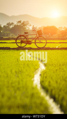 Red Japan style classic bicycle at view of green rice field in sunset time Stock Photo