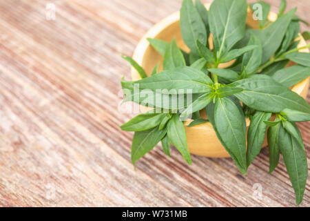 Close up green Andrographis paniculata or green chireta on wooden table. Herb concept Stock Photo