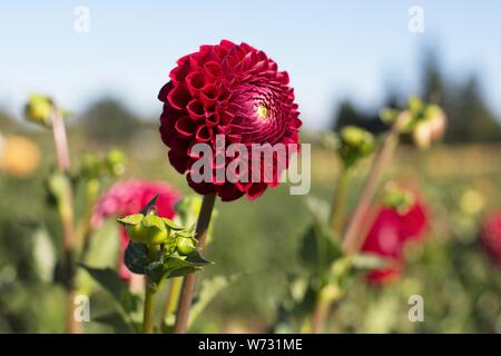 Dahlia 'Cornel' at Swan Island Dahlias in Canby, Oregon, USA. Stock Photo