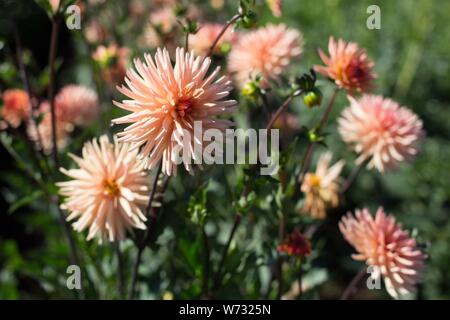 Dahlia 'Peach Fuzz' at Swan Island Dahlias in Canby, Oregon, USA. Stock Photo