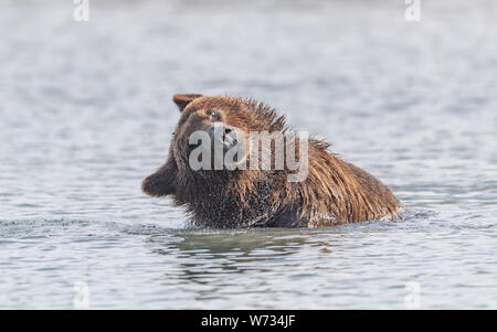 Brown Bear, Grizzly playing in water, Alaska, USA Stock Photo