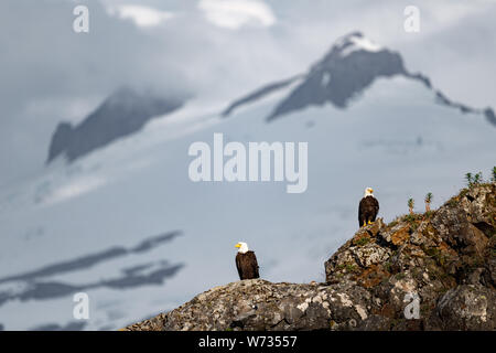 Bald Eagles Sitting on rock with mountain in background ,  Alaska, USA Stock Photo