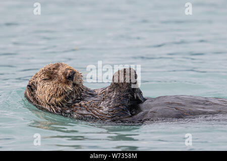 Sea Otter on back with eyes closed Stock Photo