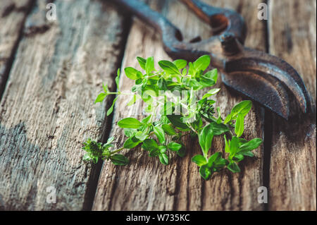 bunch of thyme on an old wooden Board with vintage scissors for cutting grass in the garden. Copy space Stock Photo