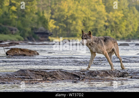 Grey Wolf walking across Rocks in a Flowing River Stock Photo