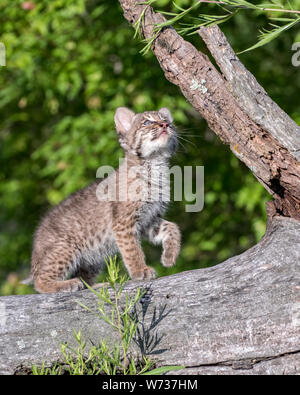 Bobcat Kitten at Hunting Practice Stock Photo