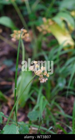 Wild Garlic After the Bloom Stock Photo