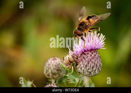 Male Syrphus ribesii hoverfly close up on pink Bull Thistle or Cirsium vulgare or spare thistle or common thistle, UK, Europe Stock Photo