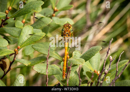 Immature male common darter dragonfly or Sympetrum striolatum perched on a green leaf  from above in Killarney National Park, County Kerry, Ireland.